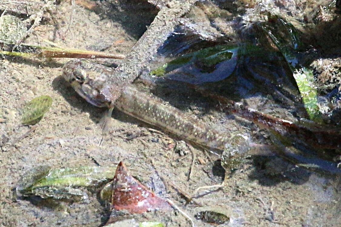 Image of Half-bridled goby