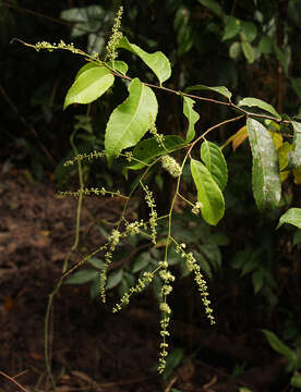 Sivun Homalium africanum (Hook. fil.) Benth. kuva