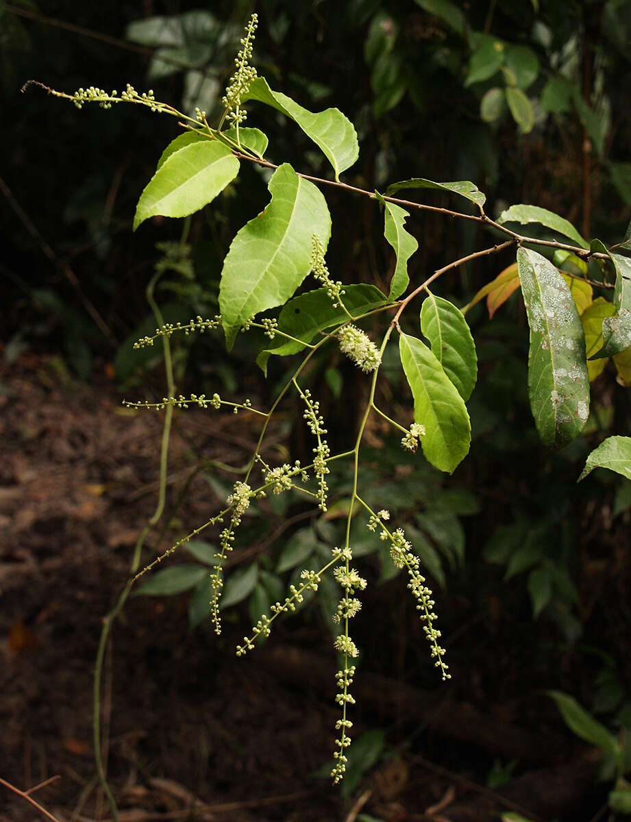 Image of Homalium africanum (Hook. fil.) Benth.