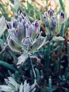 Image of Pt. Reyes bird's-beak