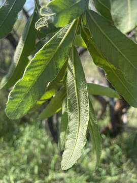 Image of Ozoroa sphaerocarpa R. & A. Fernandes