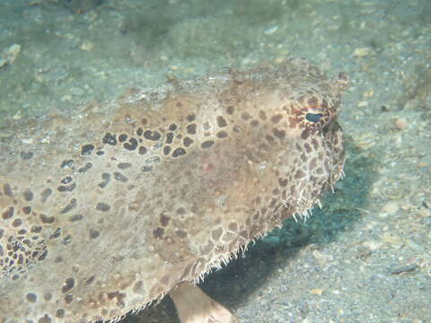 Image of Polka-dot batfish