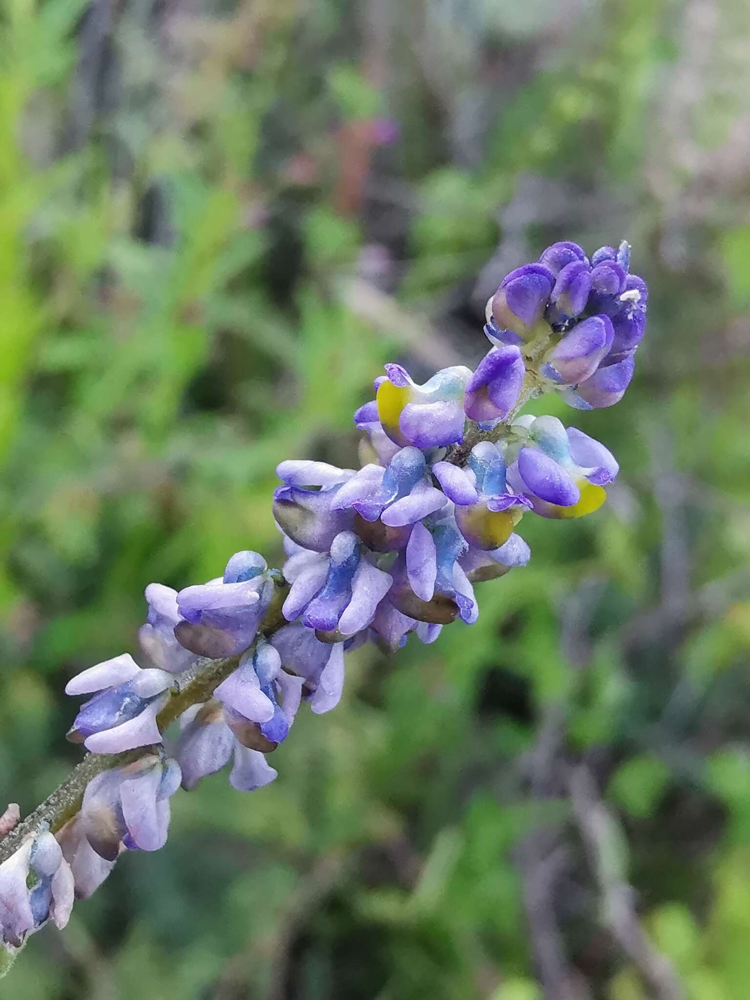 Image of blue pygmyflower