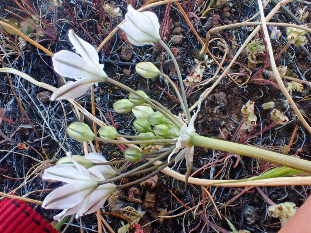 Image of Triteleia lilacina Greene