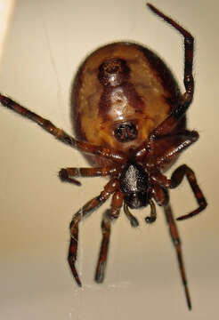 Image of False widow