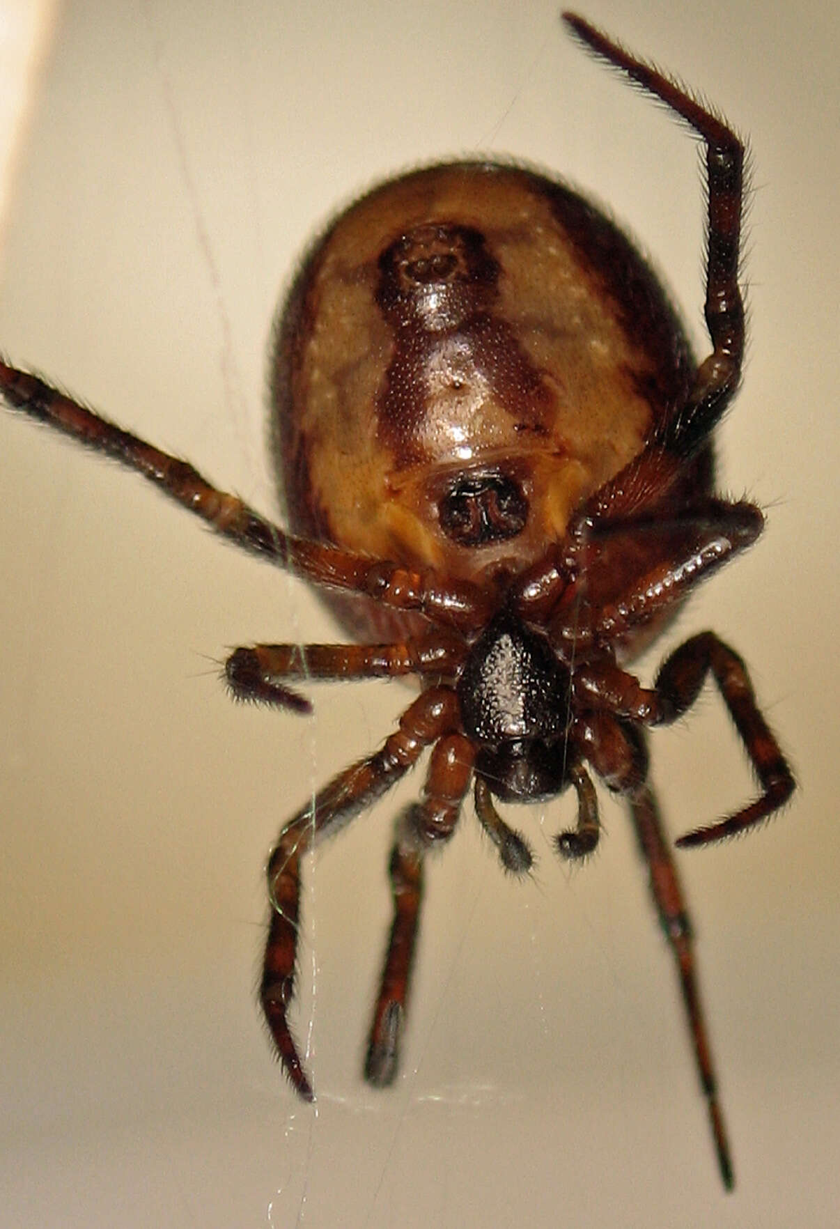 Image of False widow