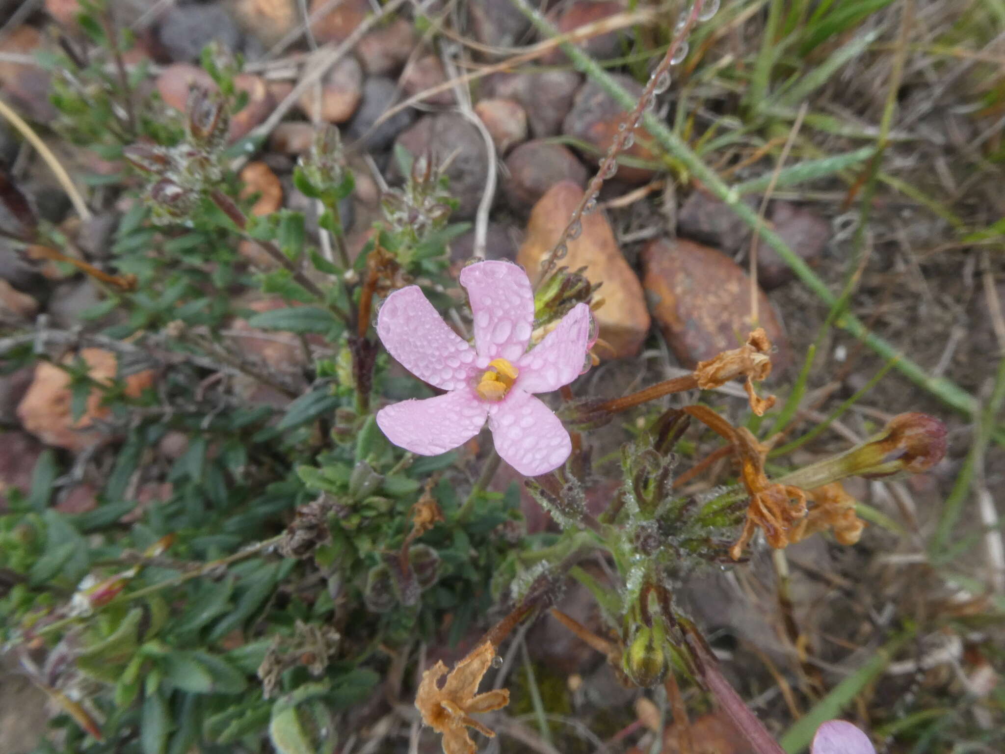 Image de Sutera aethiopica (L.) Kuntze