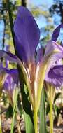 Plancia ëd Iris unguicularis subsp. unguicularis