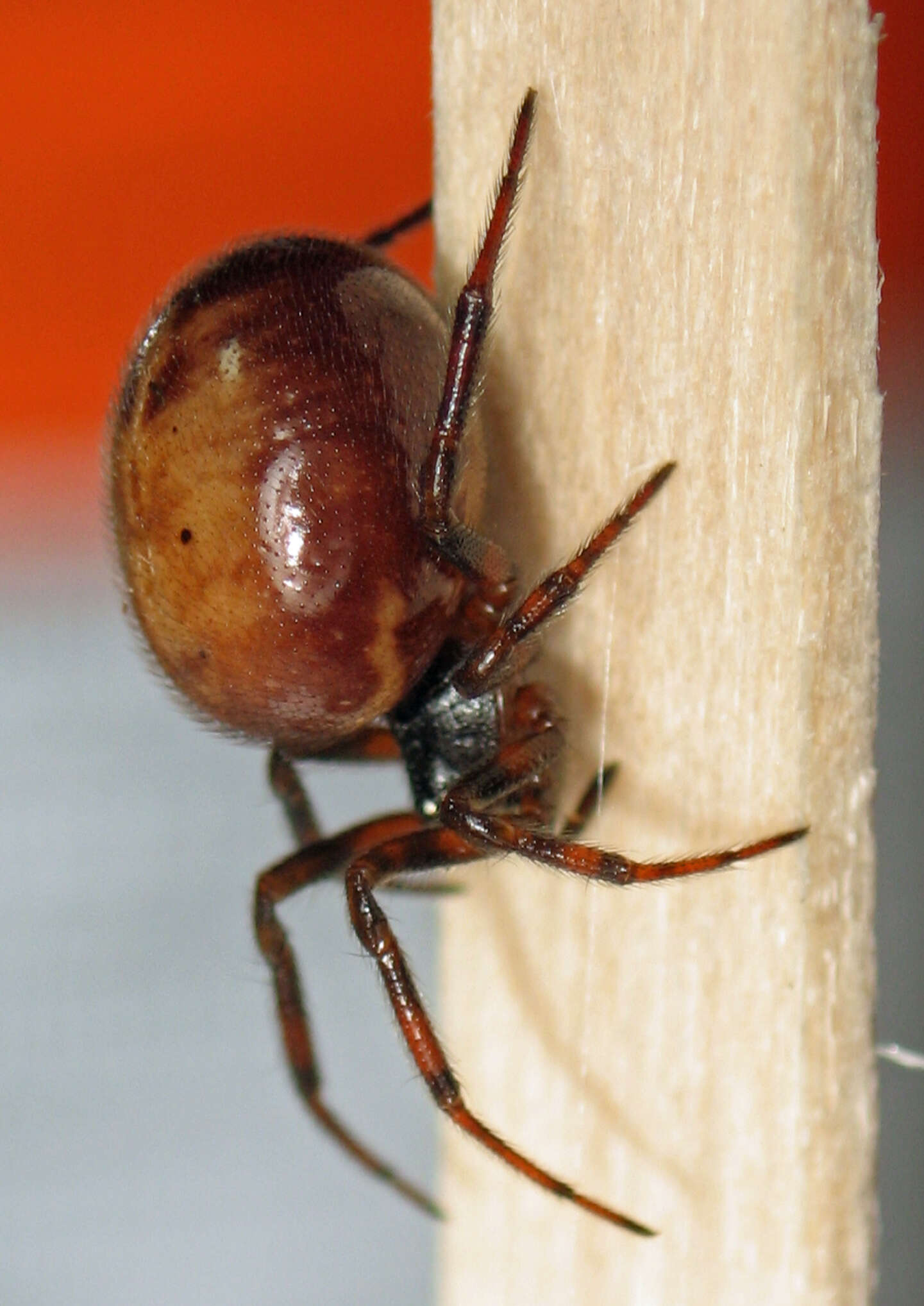 Image of False widow