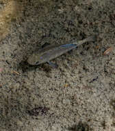 Image of Quitobaquito pupfish