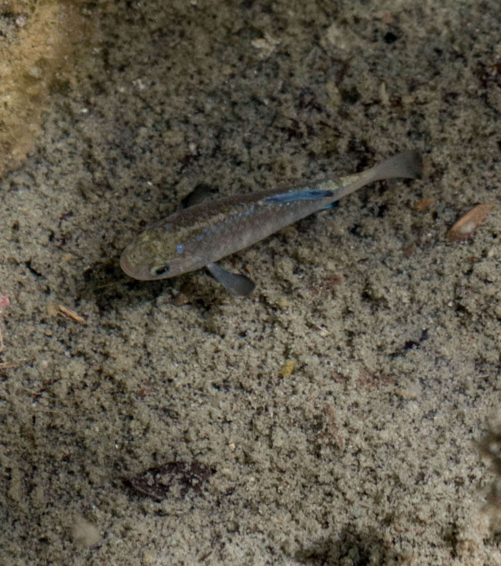 Image of Quitobaquito pupfish