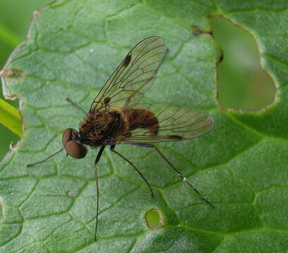 Image of Chrysopilus cristatus