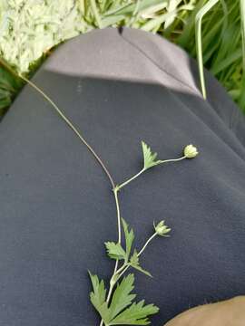 Imagem de Potentilla flagellaris Willd. ex Schltdl.