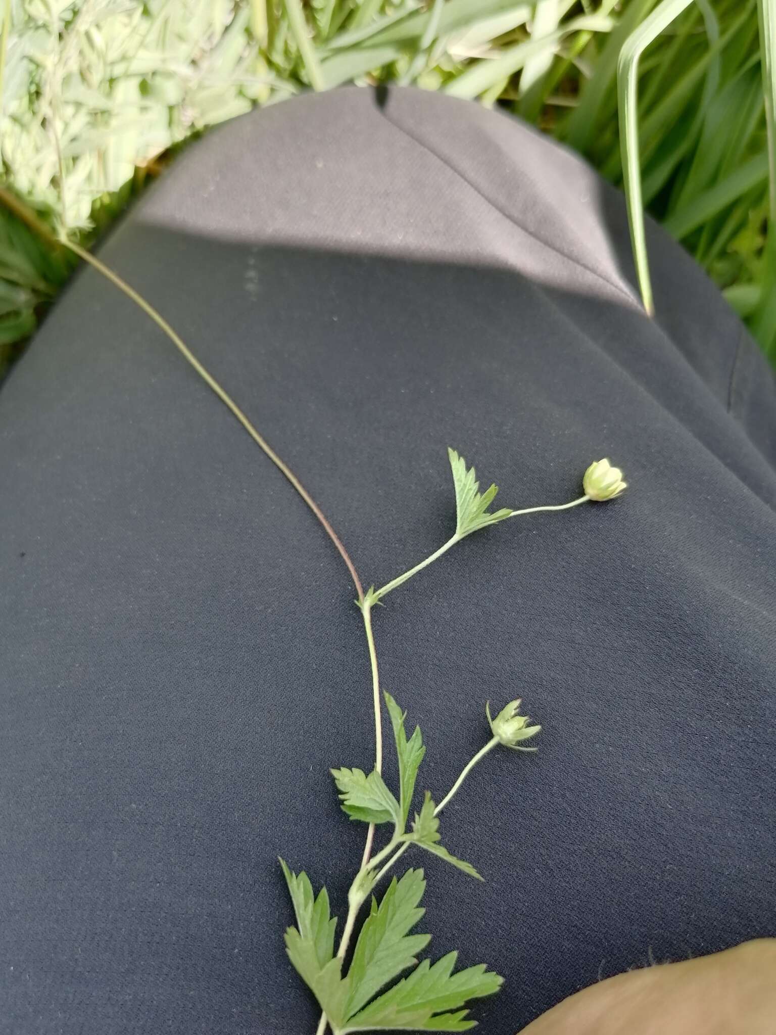 Image of Potentilla flagellaris Willd. ex Schltdl.