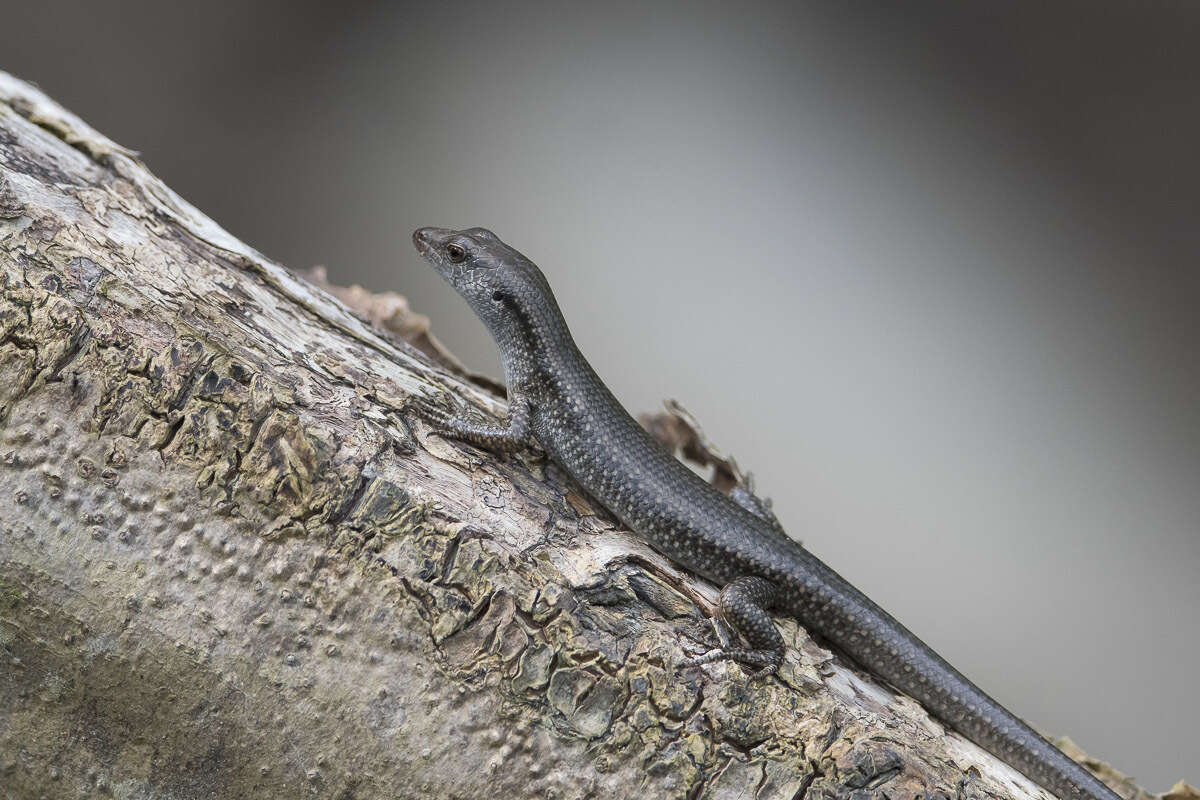 Image of Burgers' Emo Skink