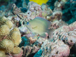 Image of Johnston Island Damsel