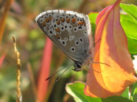 Image of brown argus