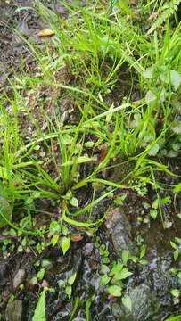 Juncus prismatocarpus subsp. leschenaultii (Gay ex Laharpe) Kirschner resmi