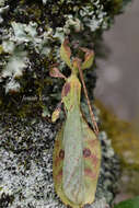 Image of Pulchriphyllium rimiae (Seow-Choen 2017)