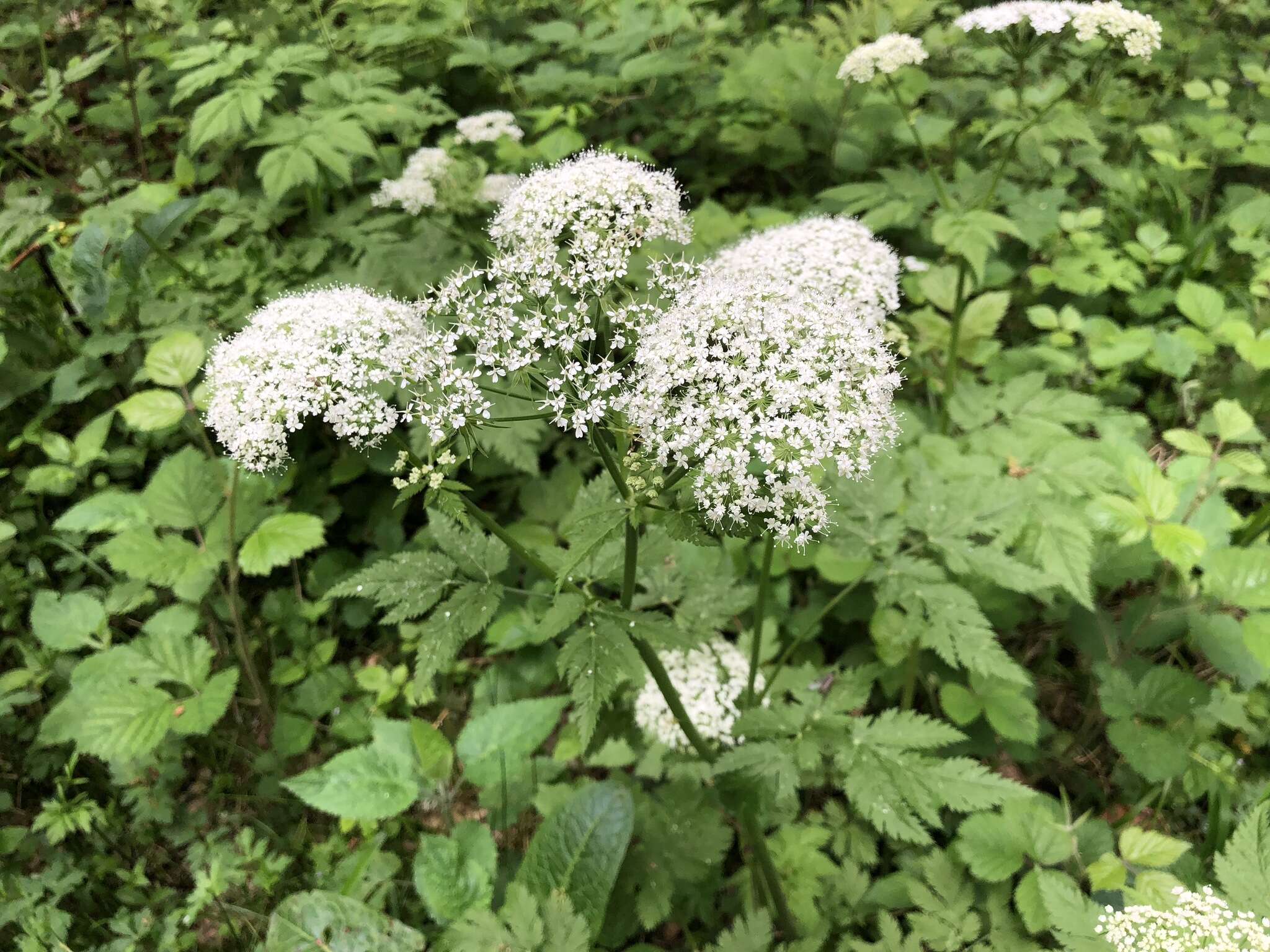 Image of Chaerophyllum hirsutum L.