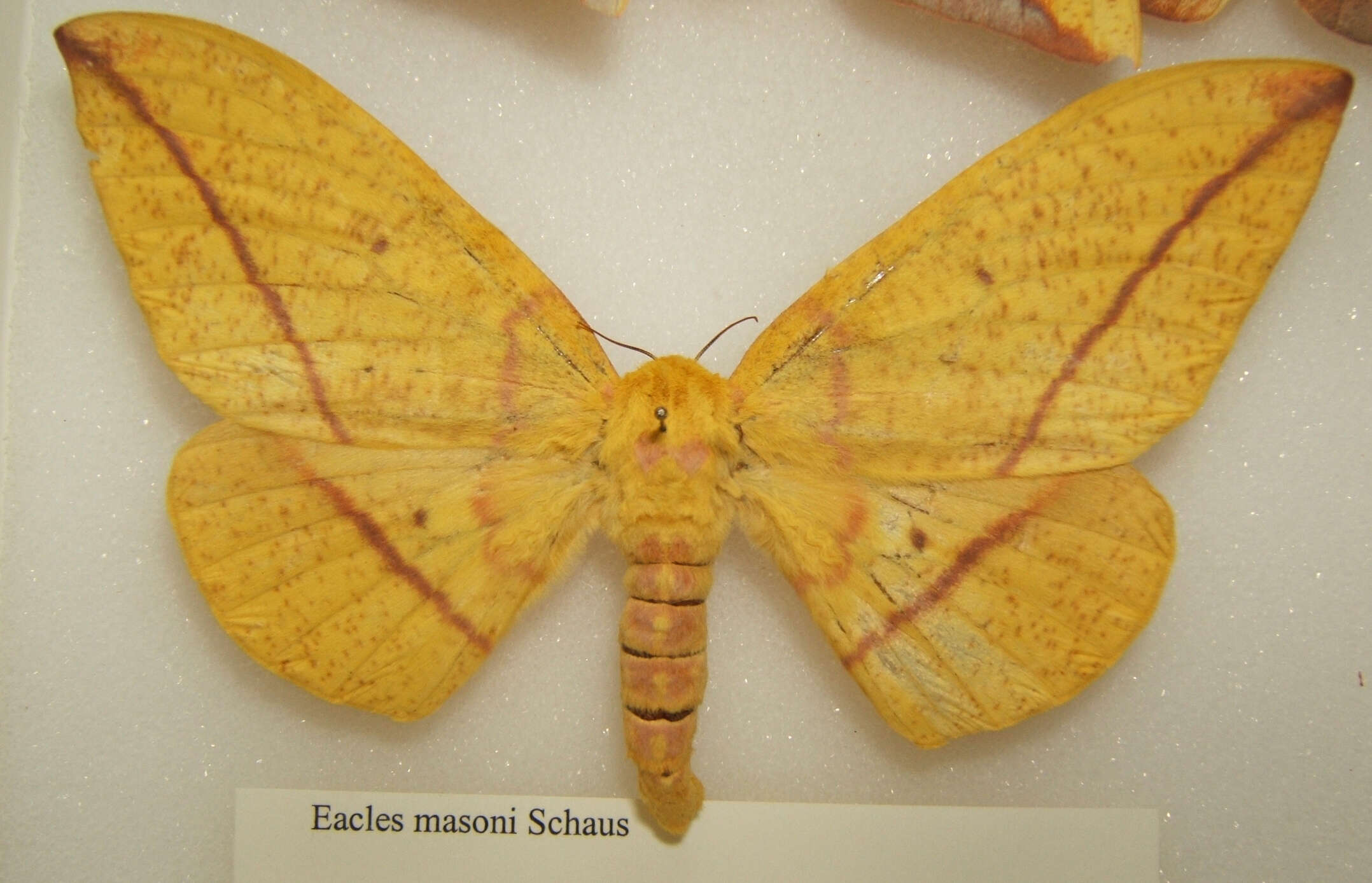 Image of Eacles masoni Schaus 1896