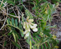 Image of Vicia pannonica subsp. pannonica