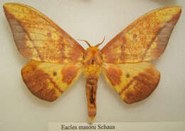 Image of Eacles masoni Schaus 1896