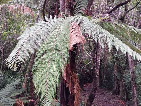 Image of Rough Tree Fern