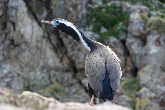 Image of Phalacrocorax punctatus punctatus (Sparrman 1786)