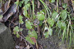 Image of Epimedium pinnatum subsp. colchicum (Boiss.) N. Busch