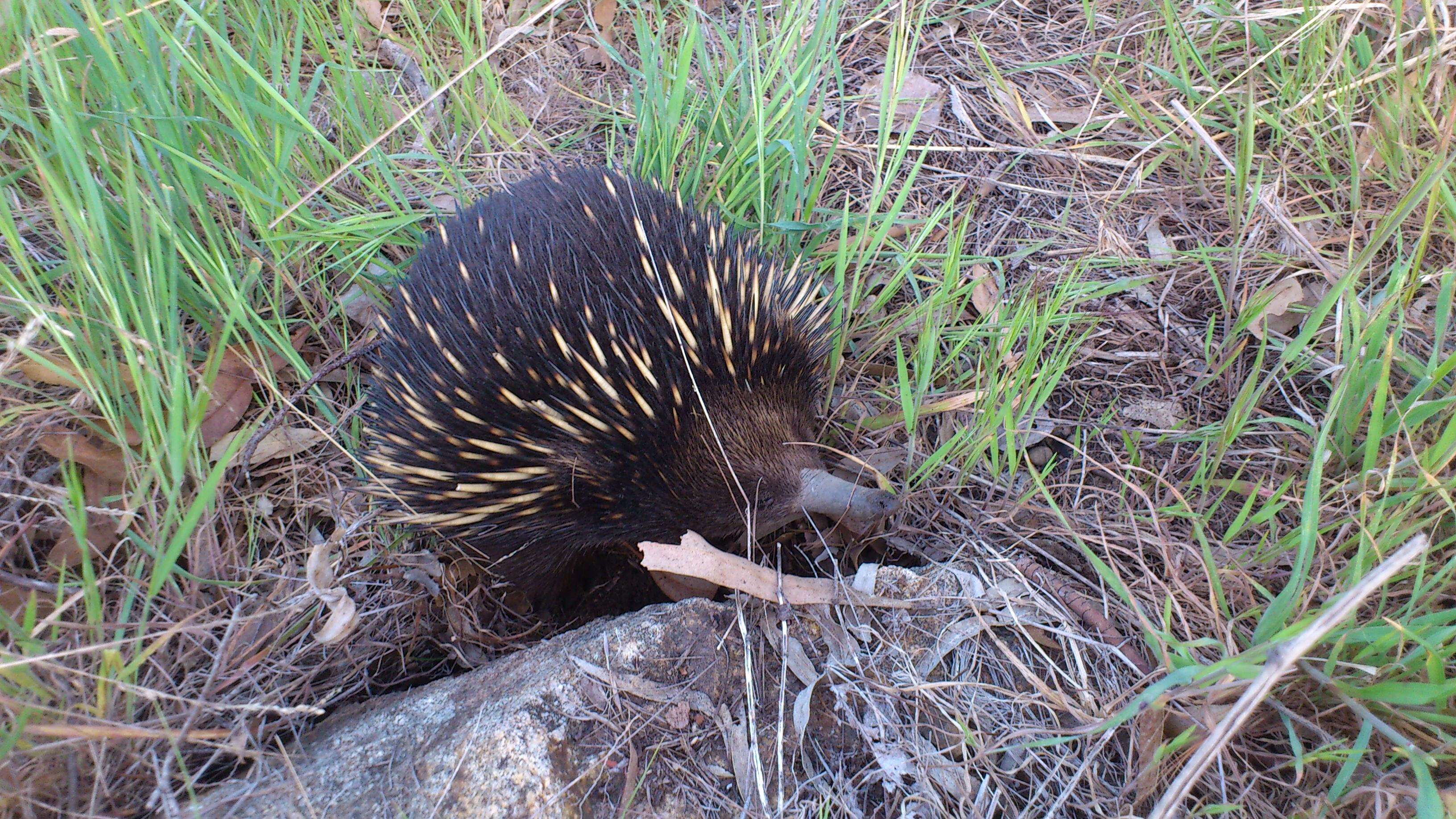 Image of Short-beaked Echidnas