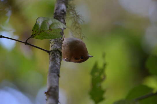 Image of Ochraceous Wren