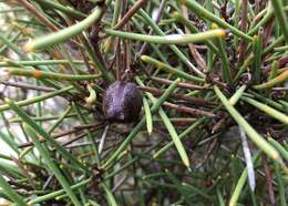 Image of Hakea vittata R. Br.