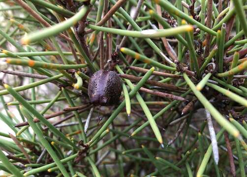 Image of Hakea vittata R. Br.