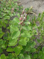 Image of roundleaf chastetree