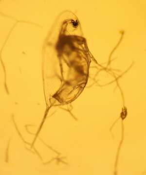 Image of long-tailed waterflea