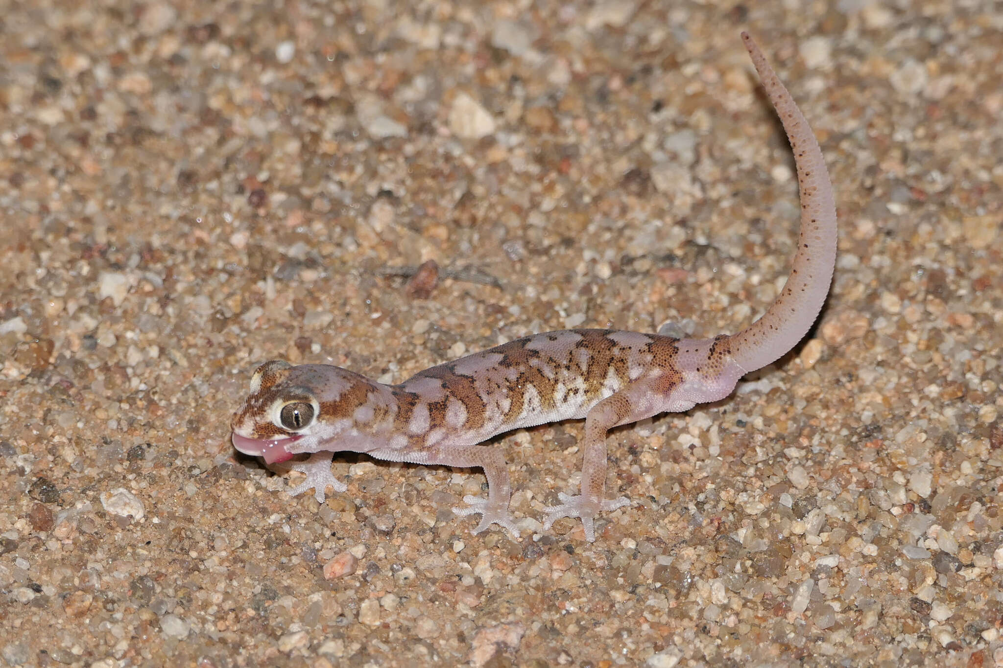 Image of Pachydactylus latirostris Hewitt 1923