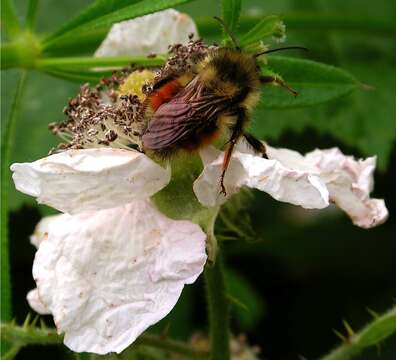 Image of Black Tail Bumble Bee