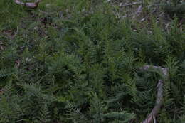 Image of Cheilanthes austrotenuifolia H. M. Quirk & T. C. Chambers