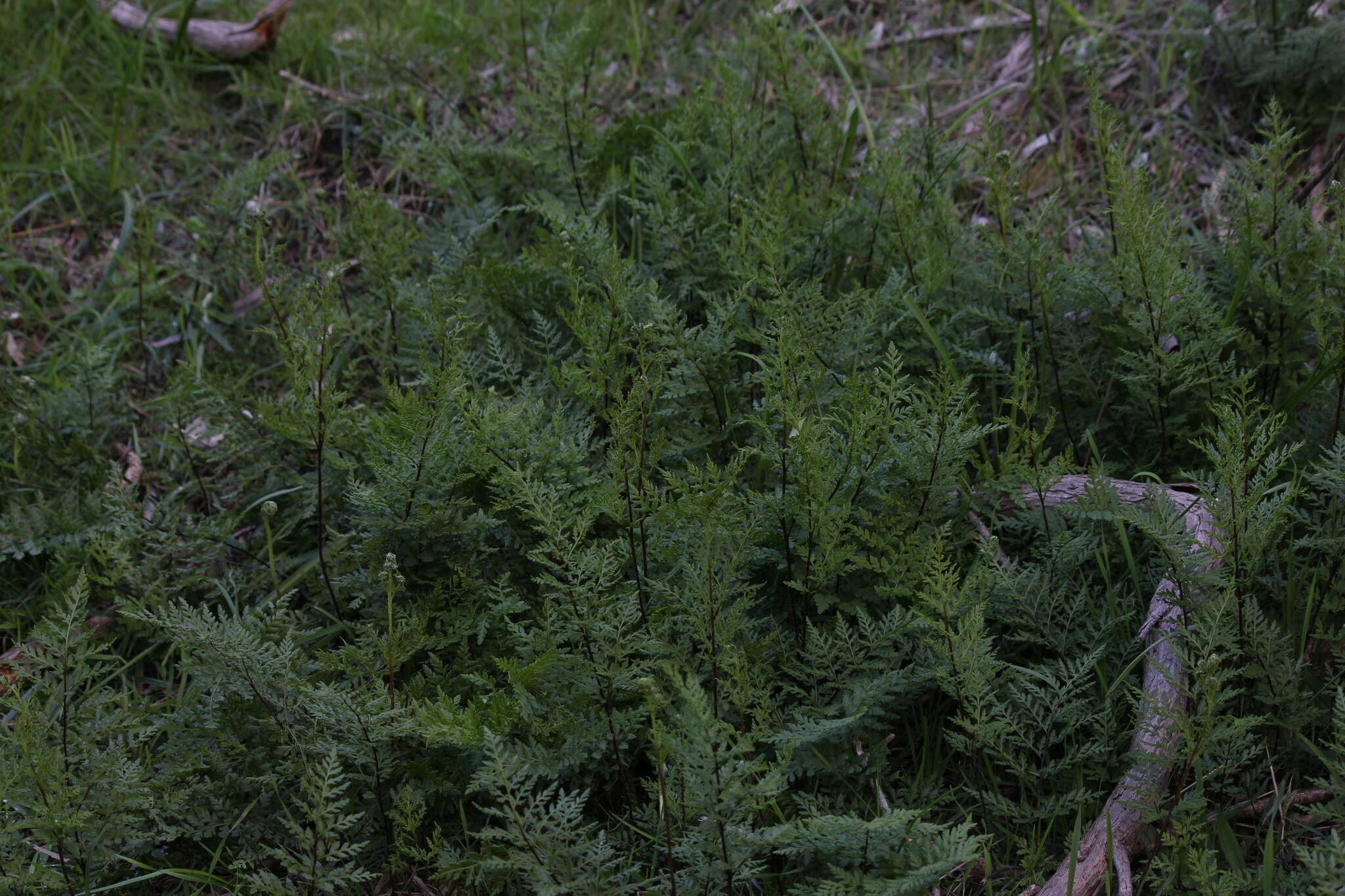 Image of Cheilanthes austrotenuifolia H. M. Quirk & T. C. Chambers