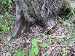 Image of Butternut canker fungus