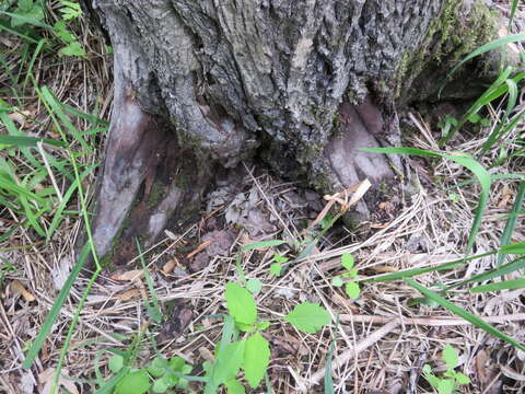 Image of Butternut canker fungus