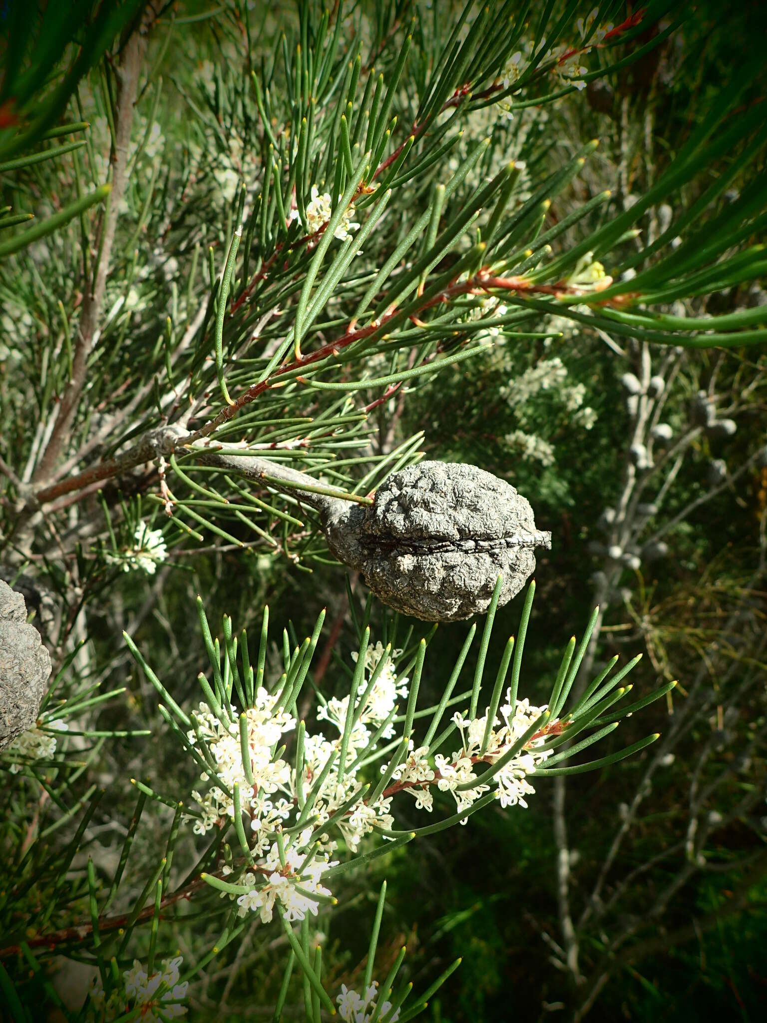 Imagem de Hakea propinqua A. Cunn.