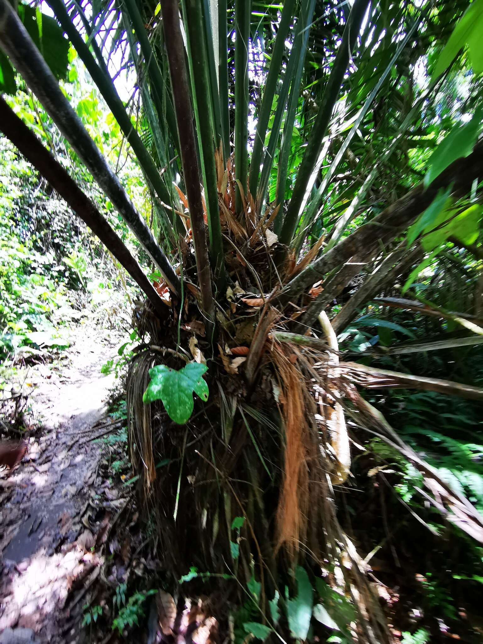 Image of ivory nut palm