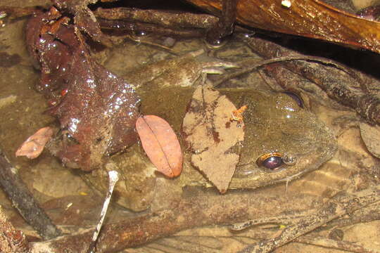 Image of Luzon Fanged Frog