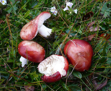 Image of Russula nana Killerm. 1939