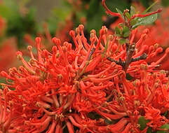 Imagem de Embothrium coccineum J. R. Forster & G. Forster