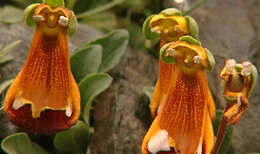 Image of Calceolaria uniflora Lam.