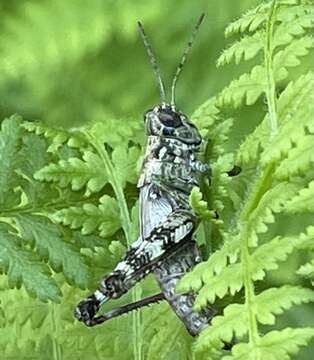 Image of Melanoplus punctulatus punctulatus (Uhler 1862)