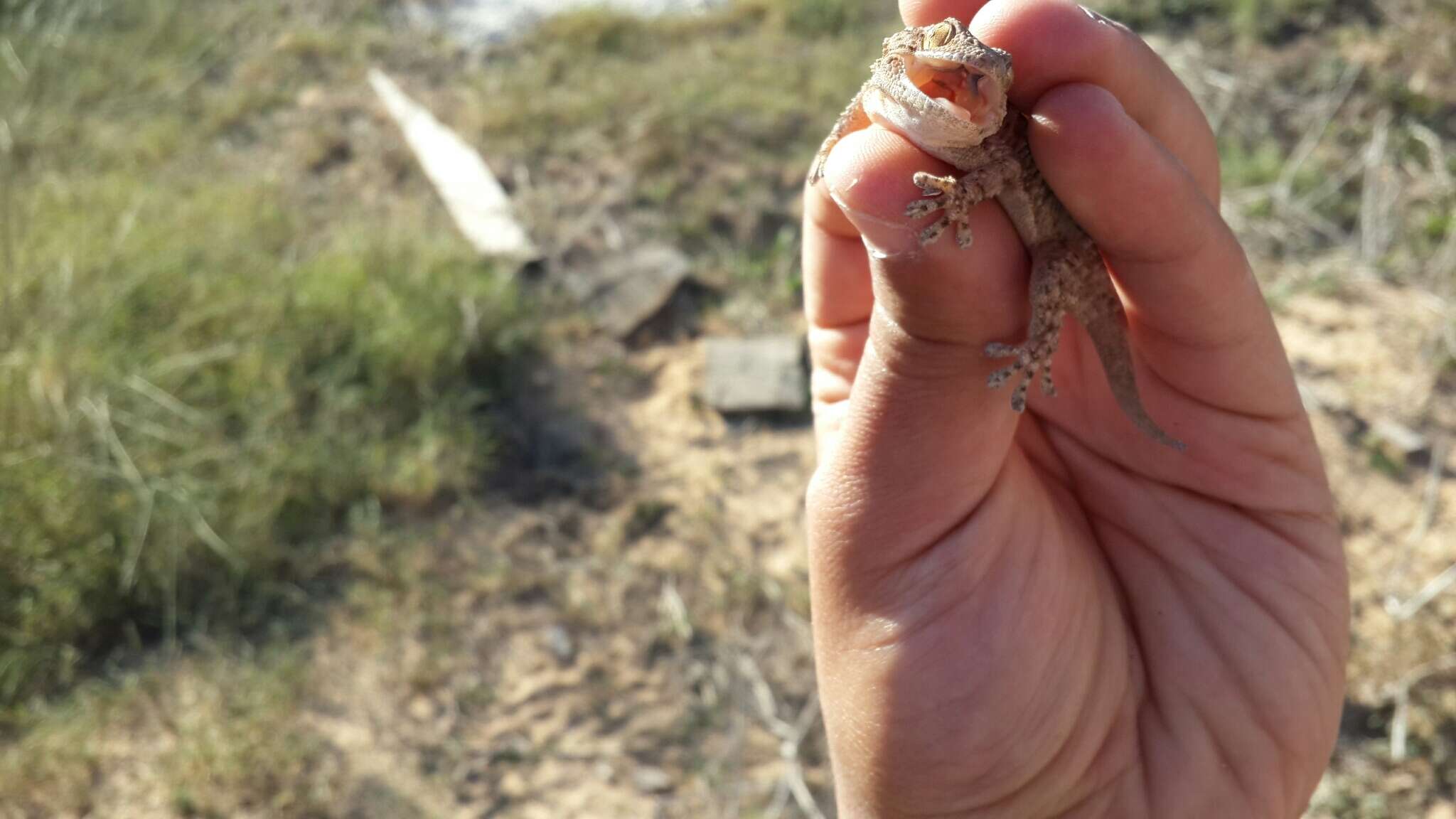 Image of Moorish Gecko